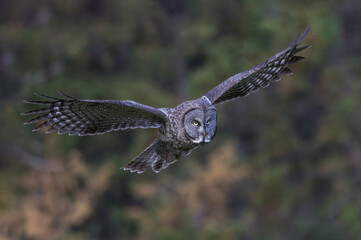 Flying Great Gray Owl