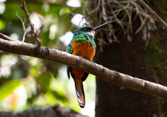Green and orange hummingbird perched on branch