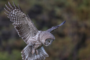 Naklejka premium Flying Great Gray Owl