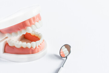 Teeth model and dental mirror on white background. Dental care concept.