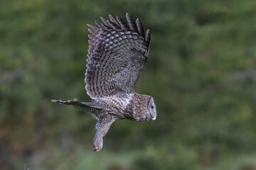 Flying Great Gray Owl