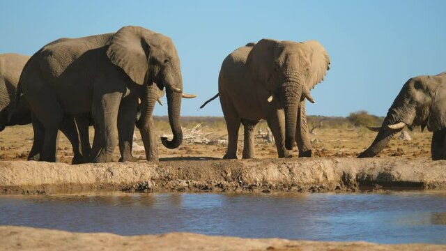 Aggressive behaviour between male African elephants standing on the riverbank in Nxai Pan National Park, Botswana. Action shot.