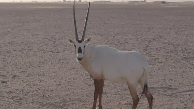 Oryxes or Arabian antelopes in the Desert Conservation Reserve near Dubai desert. Drone shoot side angle parallax tracking and chasing a single orix