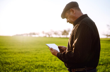 Owner farm using touch pad for check wheat quality in the field. Agronomist standing in wheat field...