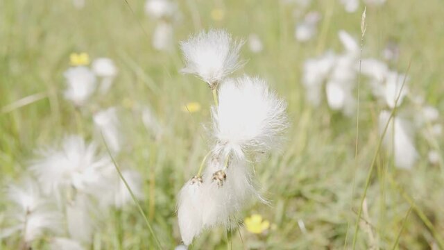 close up of wild cotton plants gently blown by breeze