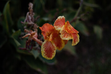 orange and yellow flower