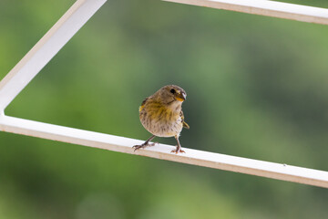 bird on a white metal fence
