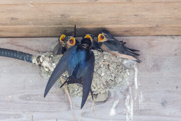 barn swallow nest © Feng Yu