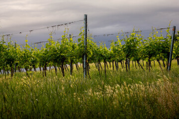 Obraz premium Rebstöcke mit Wiese im Vordergrund und bewölktem Himmel