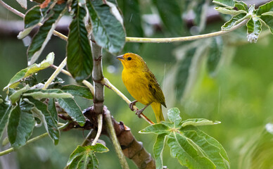 yellow bird on a branch