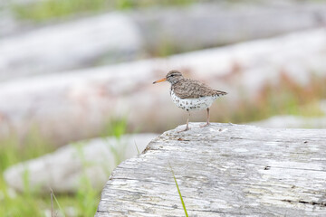 spotted sandpiper bird