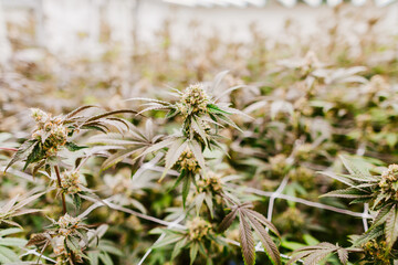 close up of marijuana grow 