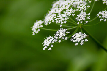 Apiaceae – Doldenblütler (Apiales) in Nahaufnahme mit grünem bokeh Hintergrund