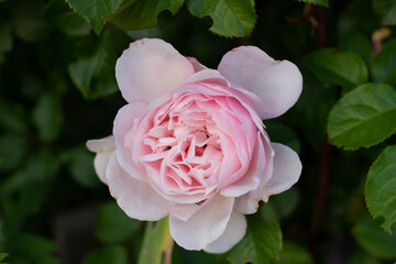 rose englische rose Duft in Nahaufnahme niemand