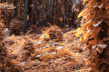 autumn in the forest