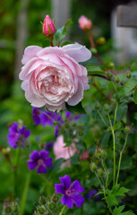 rosa Rosa englische rose Duft mit Blütenknospen