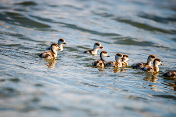 family of ducks