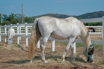 Obraz premium Horses graze in a corral farm in the sunny day on mountains and blue sky background. Farm Feeding.The concept of human-nature relations. Animal care. Holsteiner horse.