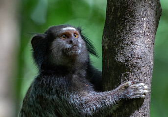 monkey climbing a tree - mico-estrela