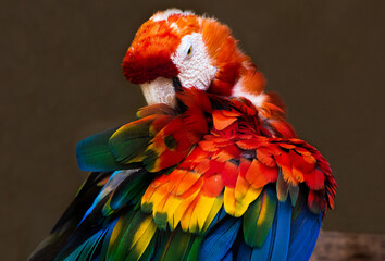 Red, yellow, green and blue macaw