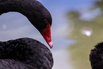 black swan on the lake
