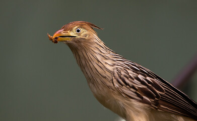 bird with food