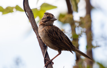 bird on a branch