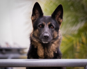 german shepherd dog portrait