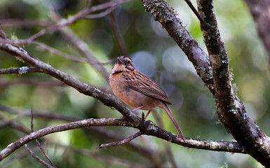 bird on a branch