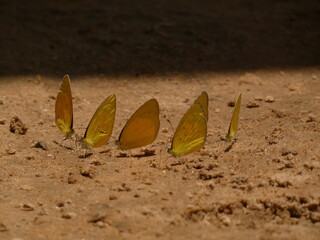 Fototapeta na wymiar Common grass yelllow (Eurema hecabe) - yellow butterflies on the sand, Namibia