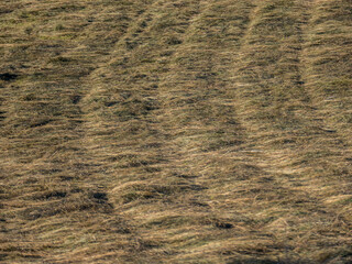 Heu auf gemähter Wiese