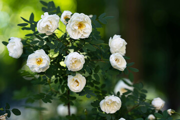 blooming white rose bush on a background of greenery close-up