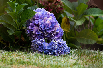 blue and white flower