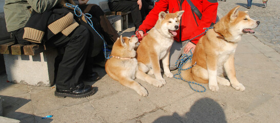 Akita  © Robert