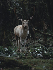 White Red Deer in a dark moody forest