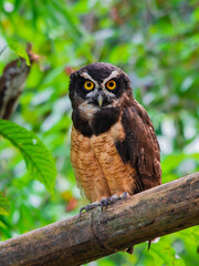 Spectacled Owl Costa Rica wilflide bird