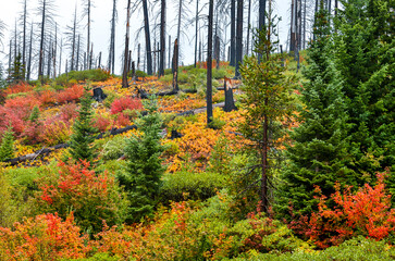 Regeneration and new growth where the B&B Complex fire occurred near the summit of the Santiam...