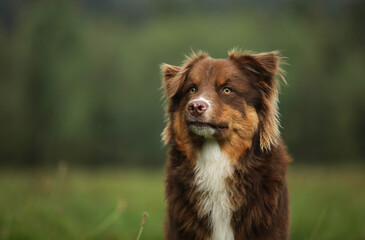 Australian shepherd