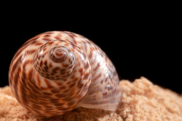 shell on a black background