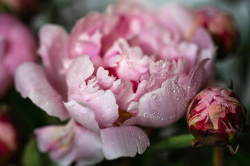 delicate pink peony and buds in water drops