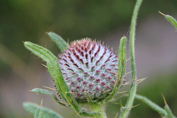 Unripe fruit of a prickly plant Thistle with needles