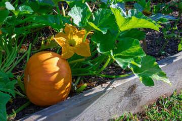 Close-up of a pumpkin plant growing in a raised bed garden with healthy leaves, a young pumpkin,...