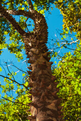 Fototapeta premium Low angle view of trees. Brazilian vegetation from cerrado biome. Cerrado tree. Beautiful savanna forest.