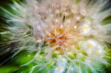 Close up on dandelion seeds with natural light, on blurred background. Fabulous intensity colors. Selective focus