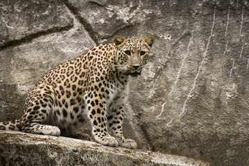 panther of persia