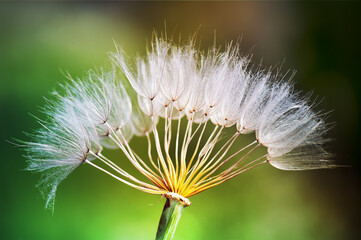 Close up on dandelion seeds with natural light, on blurred background. Fabulous intensity colors. Selective focus