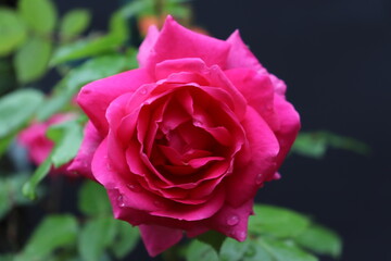 Pink rose