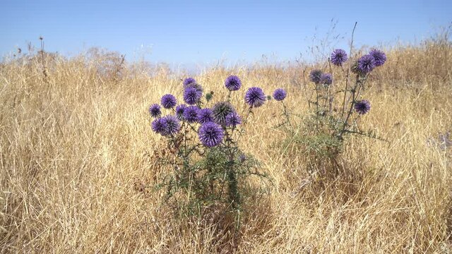 Wild Purple flowers in Galilee area