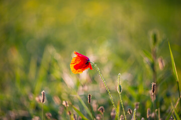 red poppy flower