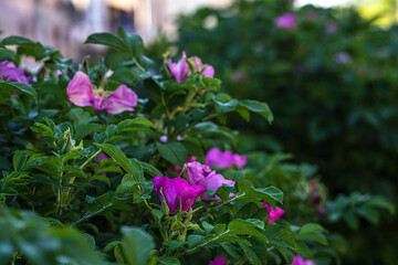 Fototapeta premium rosehip bushes with flowers and buds on a city street close up